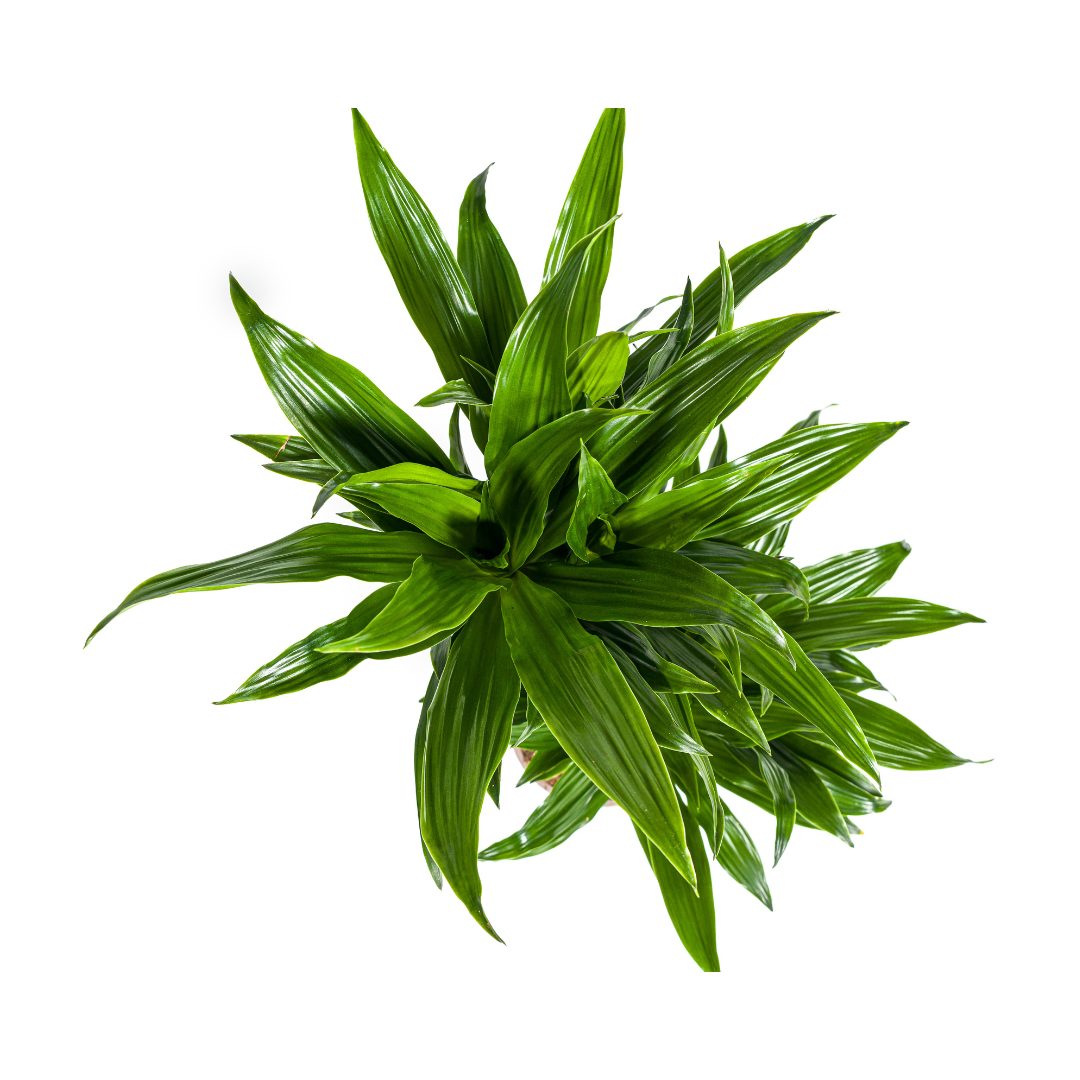 Dracaena Deremensis Green Jewel (4250308314033)