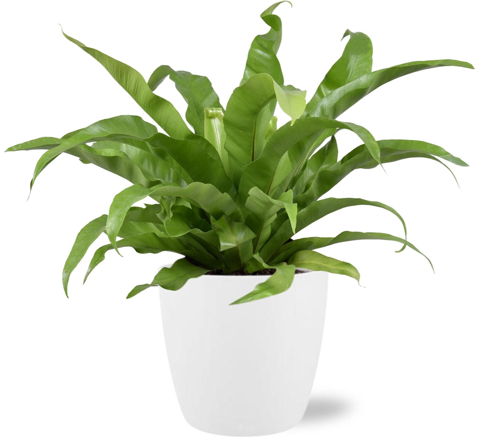 Asplenium Antiquum - Pot Brussels D18x17cm - Wit (43227)