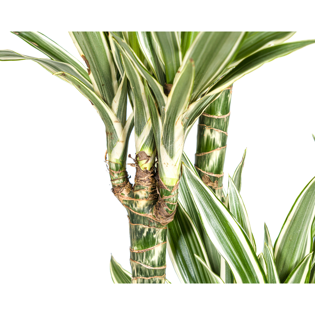 Dracaena Deremensis White Stripe (4250308312756)