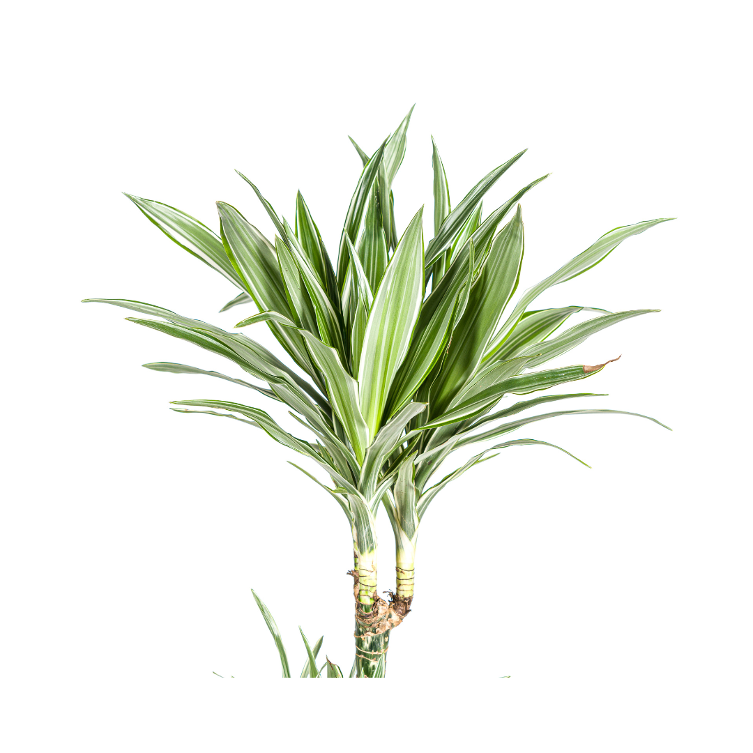 Dracaena Deremensis White Stripe (4250308312756)