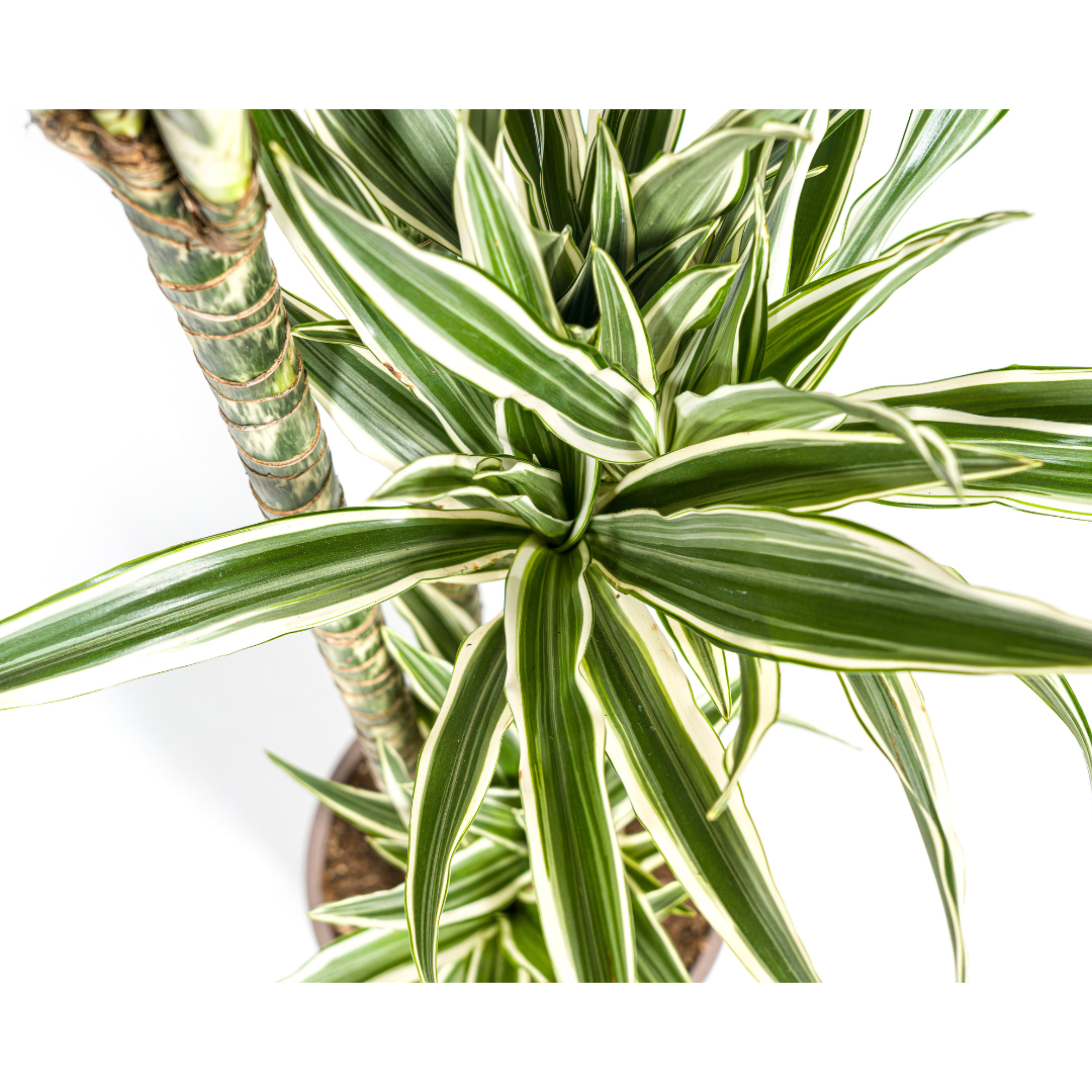 Dracaena Deremensis White Stripe (4250308312756)