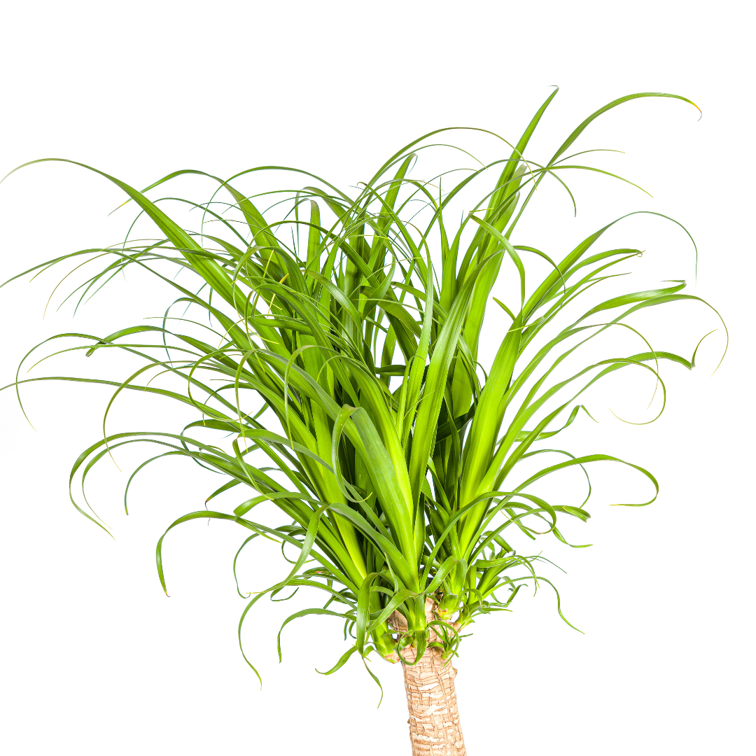 Beaucarnea Recurvata Stam (4250308313494)