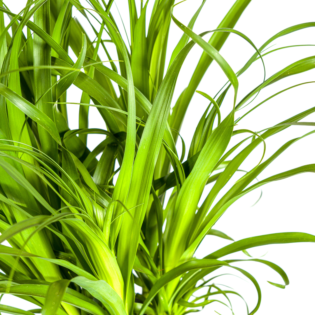 Beaucarnea Recurvata Stam (4250308313494)
