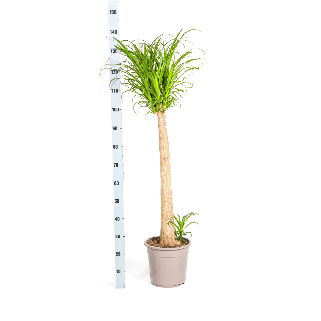 Beaucarnea Recurvata Stam (4250308313494)