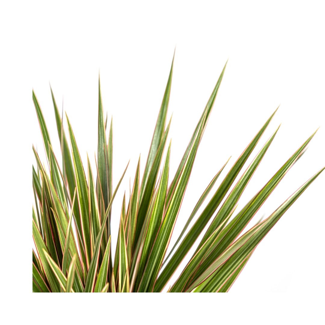 Dracaena Marginata Bicolor (4250308314439)