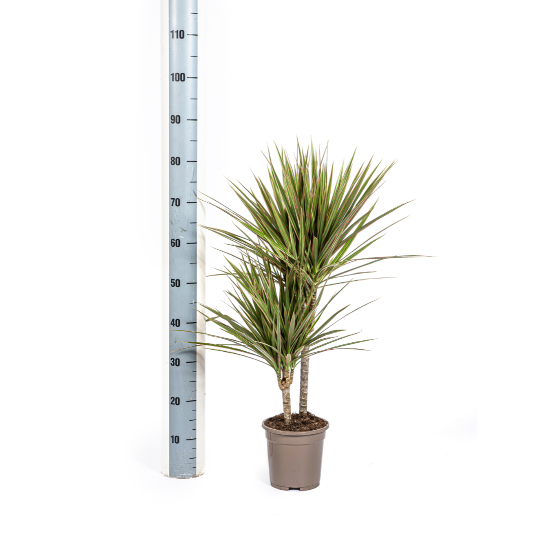 Dracaena Marginata Bicolor (4250308314439)