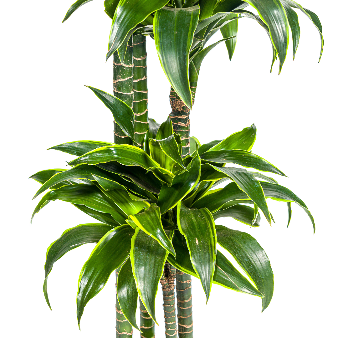 Dracaena Deremensis Dorado (4250308312718)
