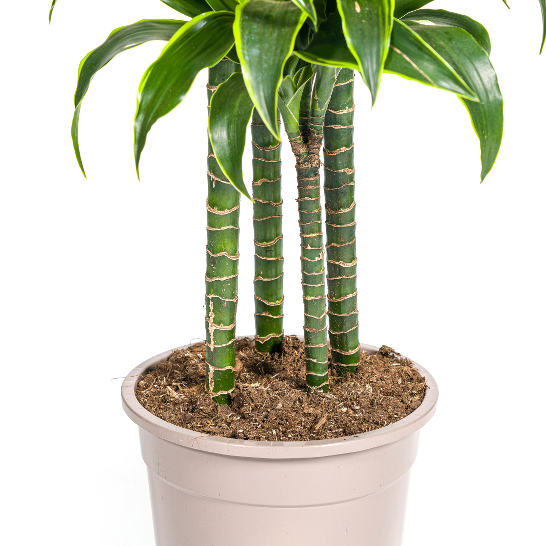 Dracaena Deremensis Dorado (4250308312718)