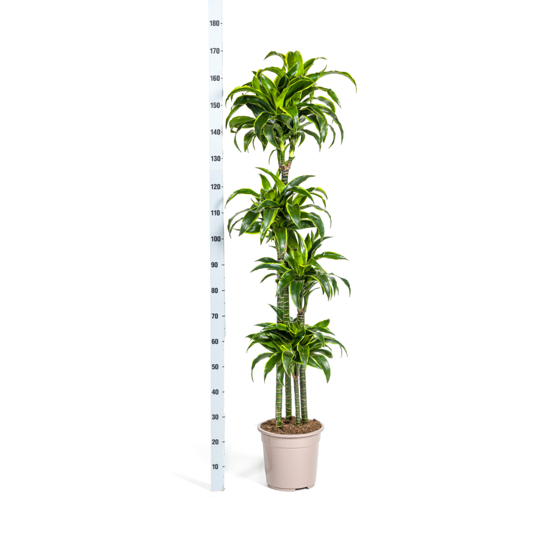 Dracaena Deremensis Dorado (4250308312718)