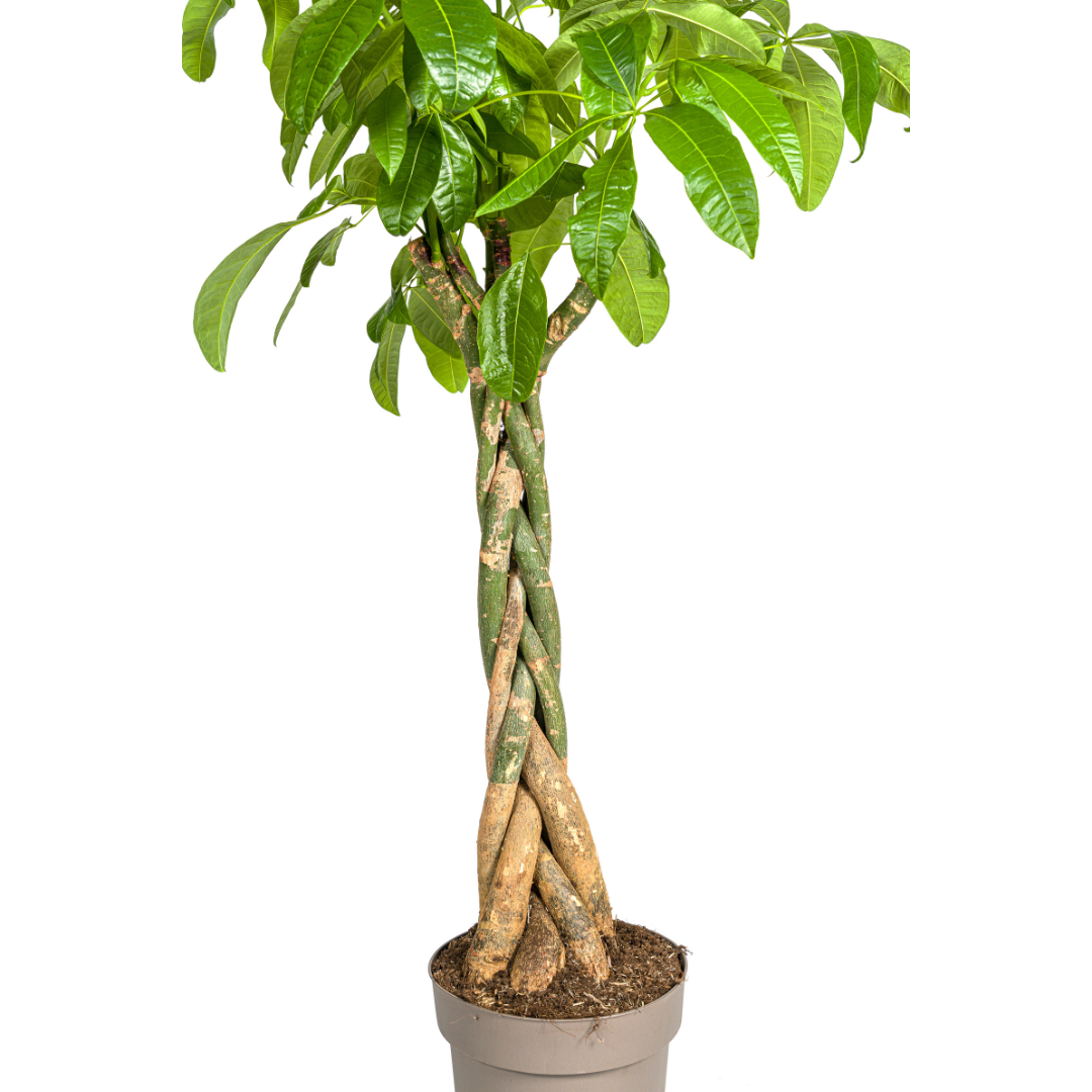 Pachira Aquatica (4250308315283)