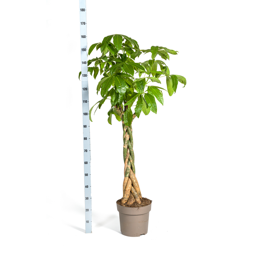 Pachira Aquatica (4250308315283)