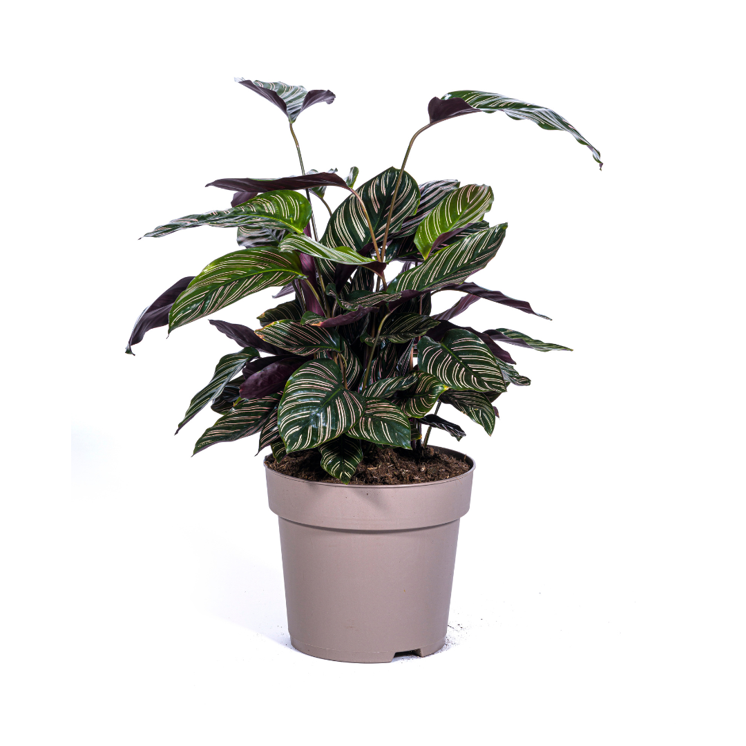 Calathea Ornata Sanderiana (4250308313722)
