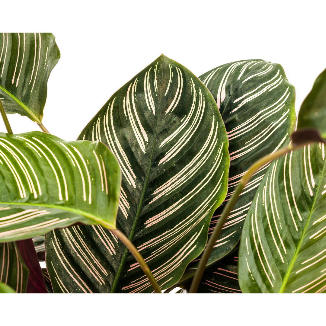 Calathea Ornata Sanderiana (4250308313722)