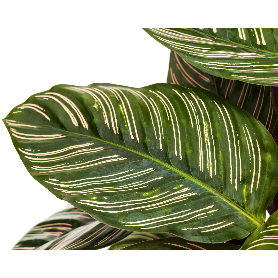 Calathea Ornata Sanderiana (4250308313722)