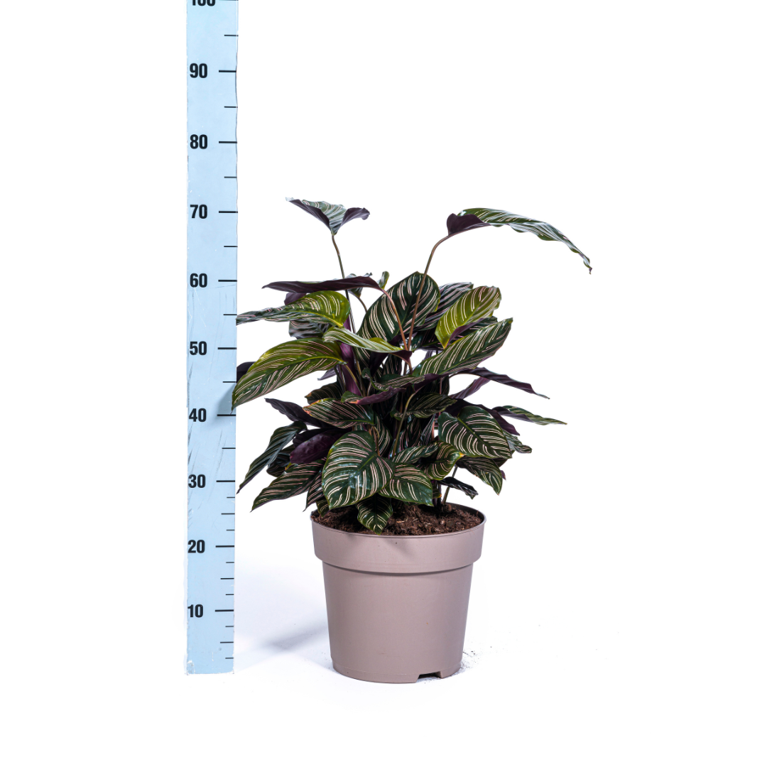 Calathea Ornata Sanderiana (4250308313722)