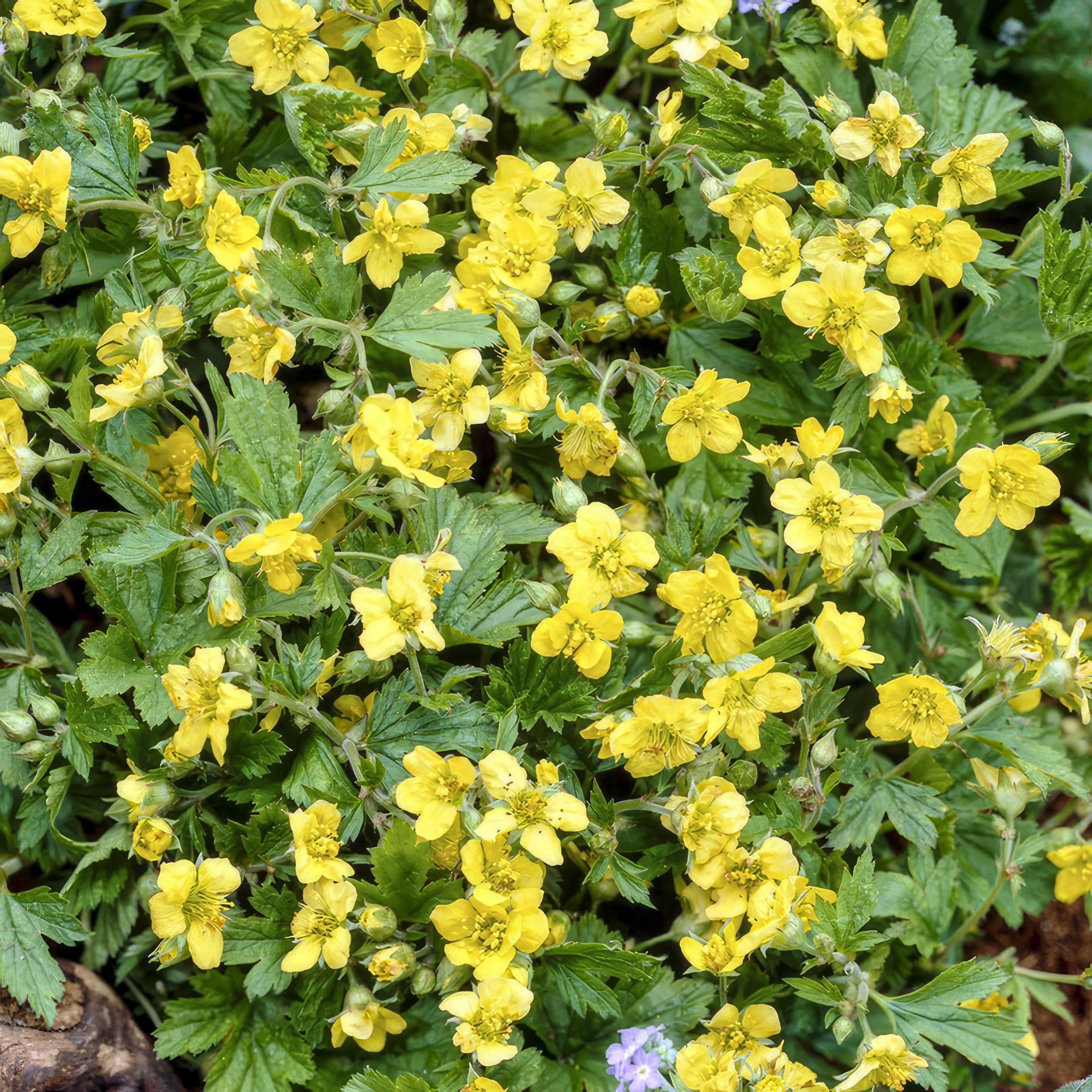 Garden basics 6x Waldsteinia ternata - ↕10-25cm - Ø9cm (47019)