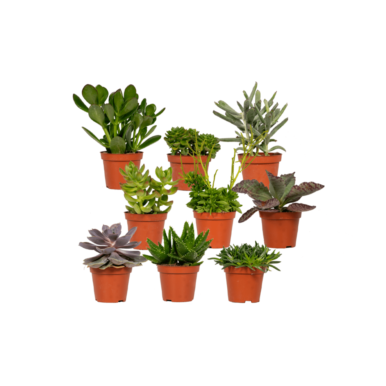 Everspring - Succulenten Mix - 18 stuks - 10 cm - Ø8,5 (8720634283915)