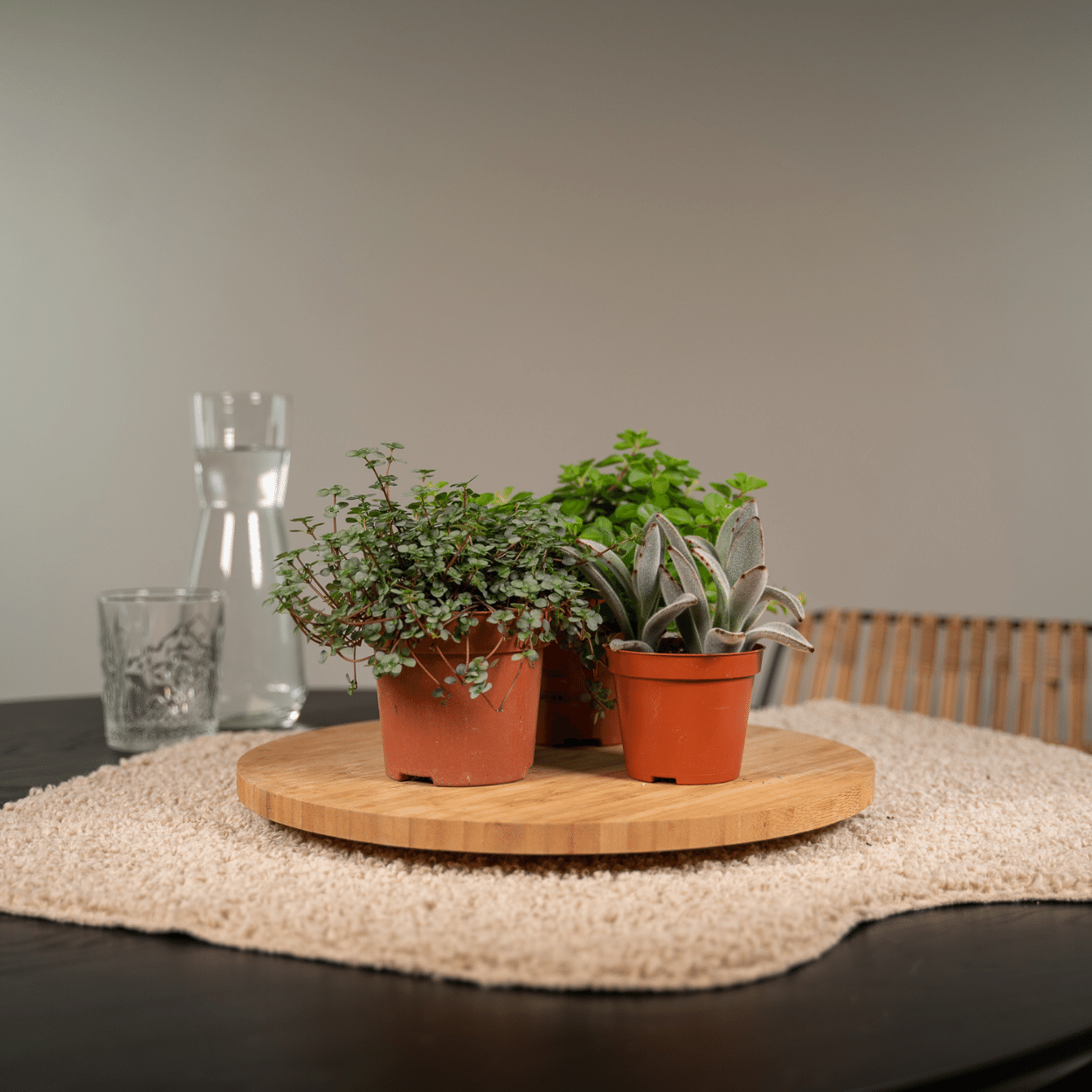Everspring - Succulenten Mix - 18 stuks - 10 cm - Ø8,5 (8720634283908)