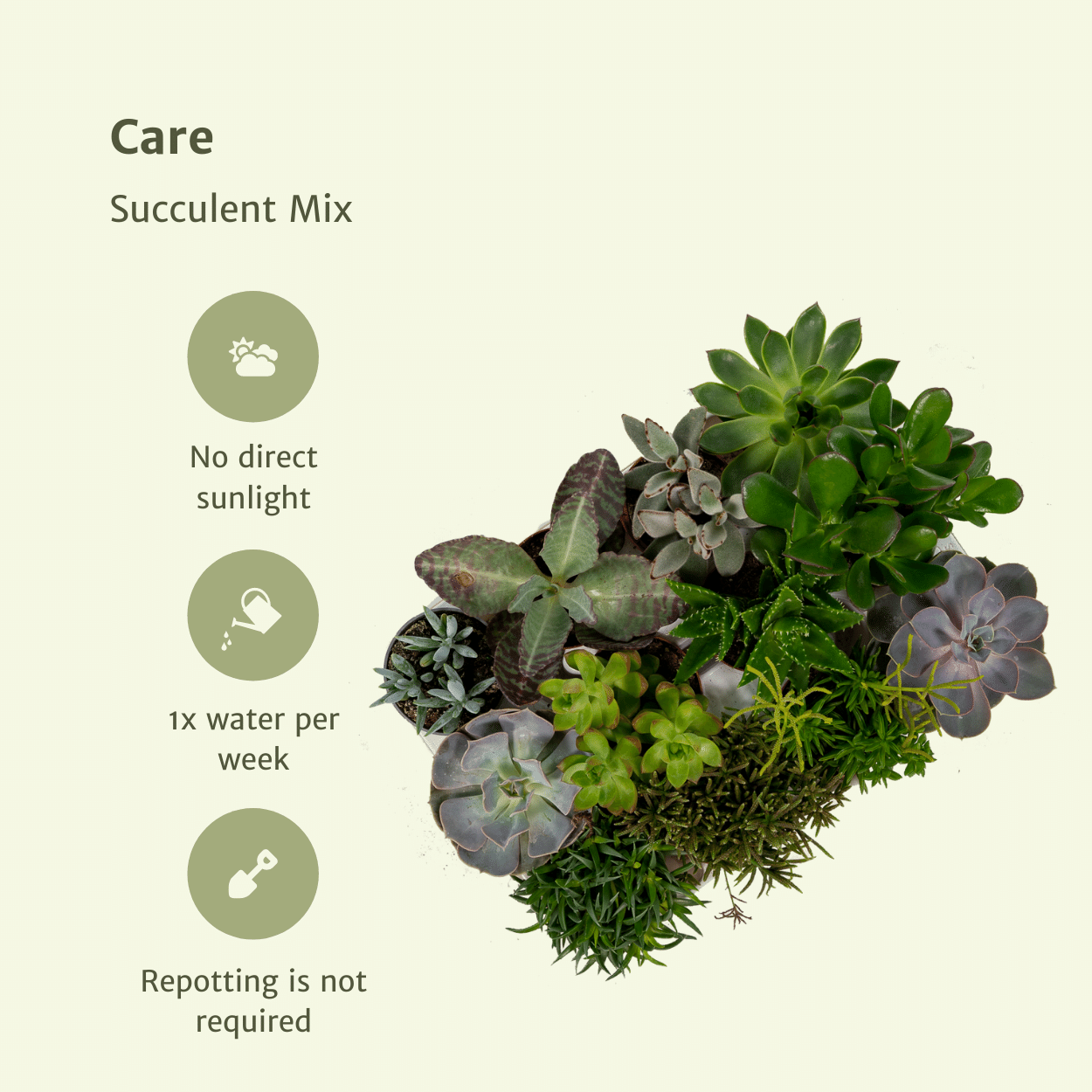 Everspring - Succulenten Mix - 18 stuks - 10 cm - Ø8,5 (8720634283908)
