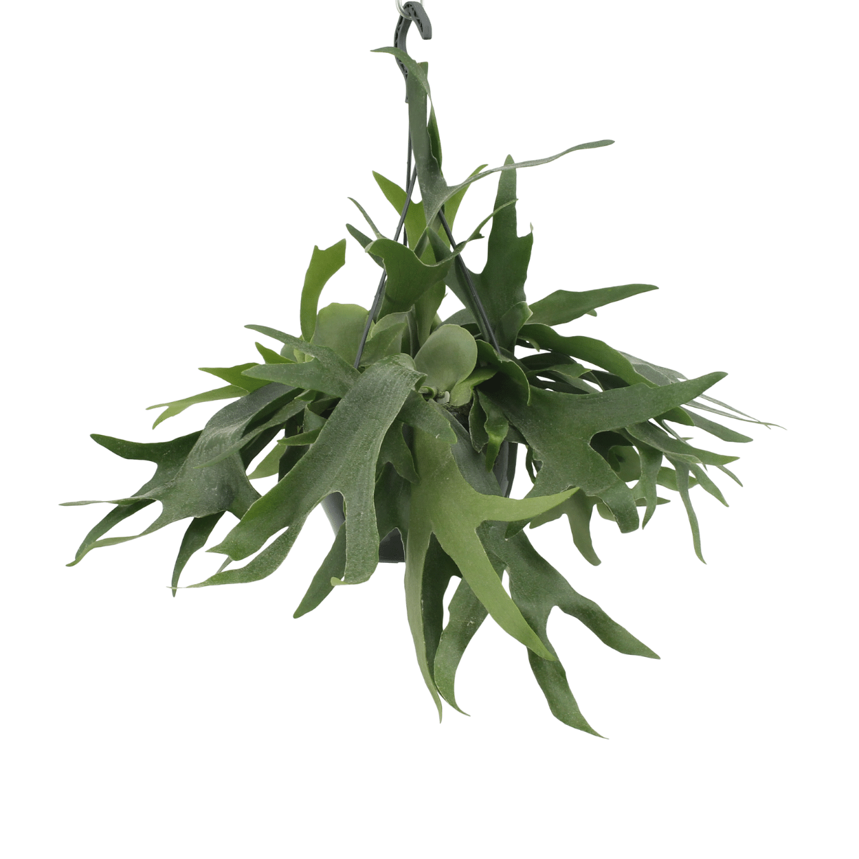 Platycerium Hertshoorn Hang (8720634285094)