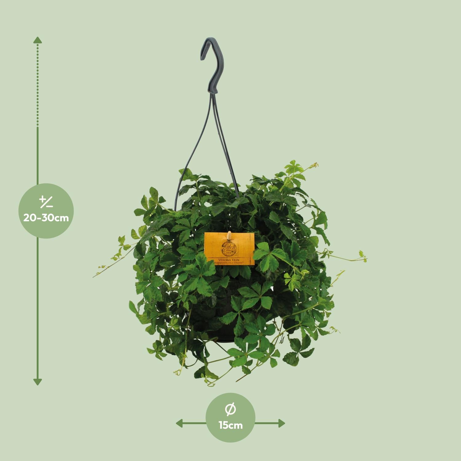 Parthenocissus Striatha Hang (8720634284936)
