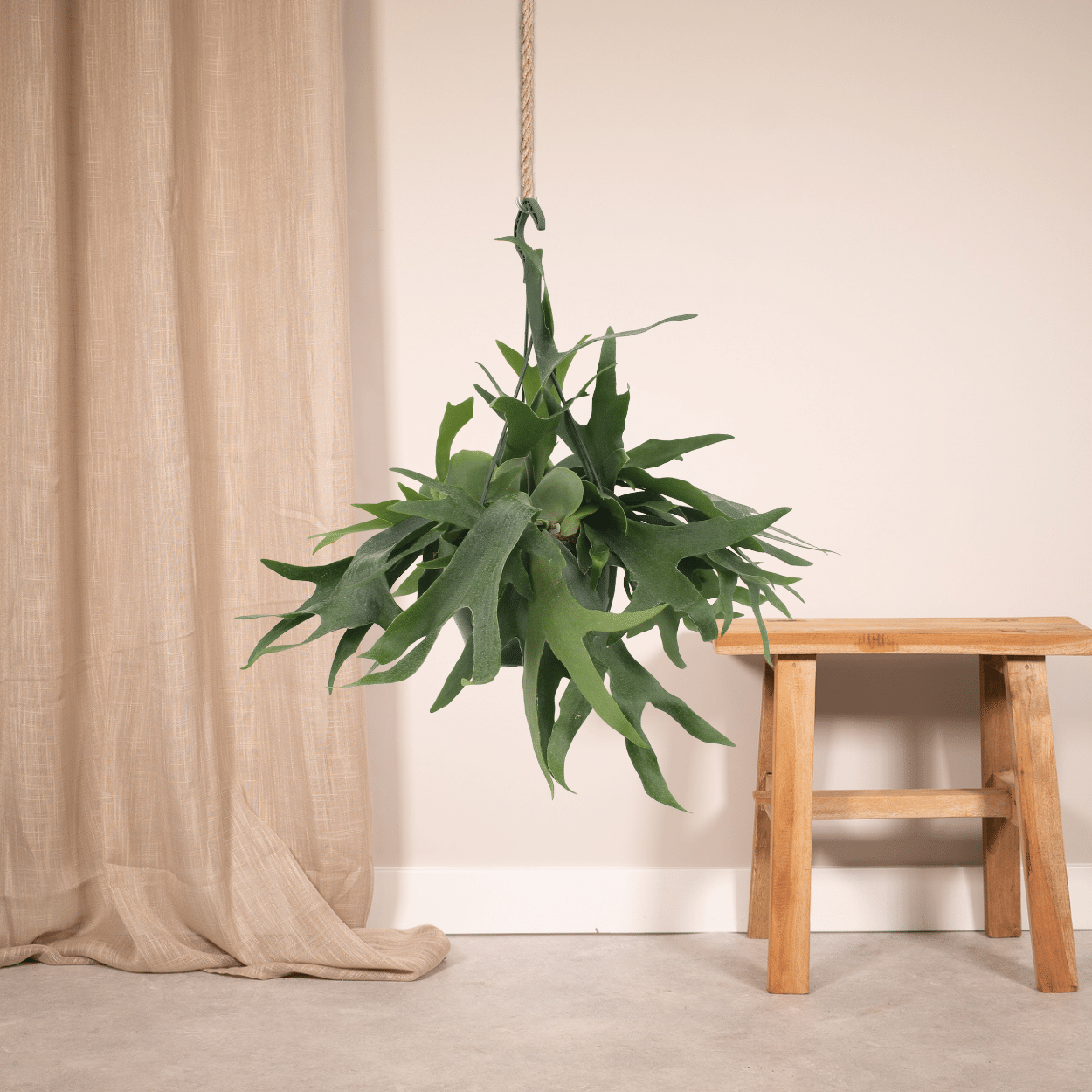 Platycerium Hertshoorn Hang (8720634285094)
