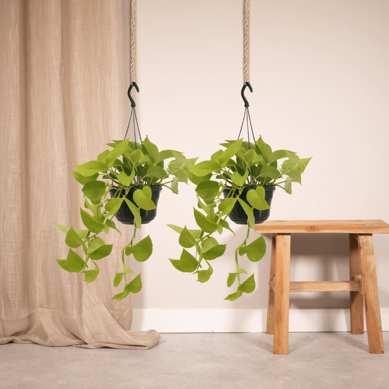 Epipremnum Golden Pothos (Scindapsus) - 2 stuks (10264)