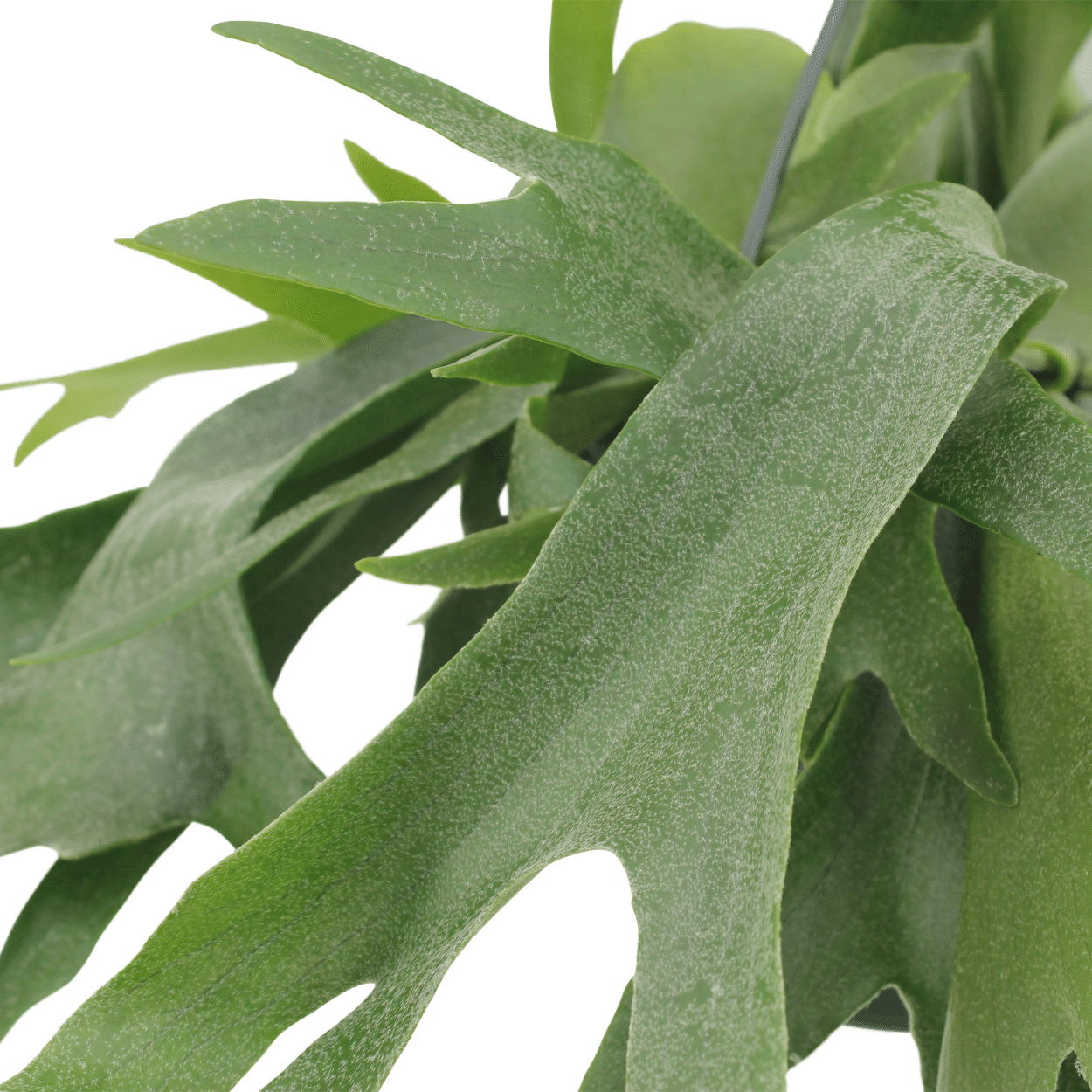 Platycerium Hertshoorn Hang (8720634285094)