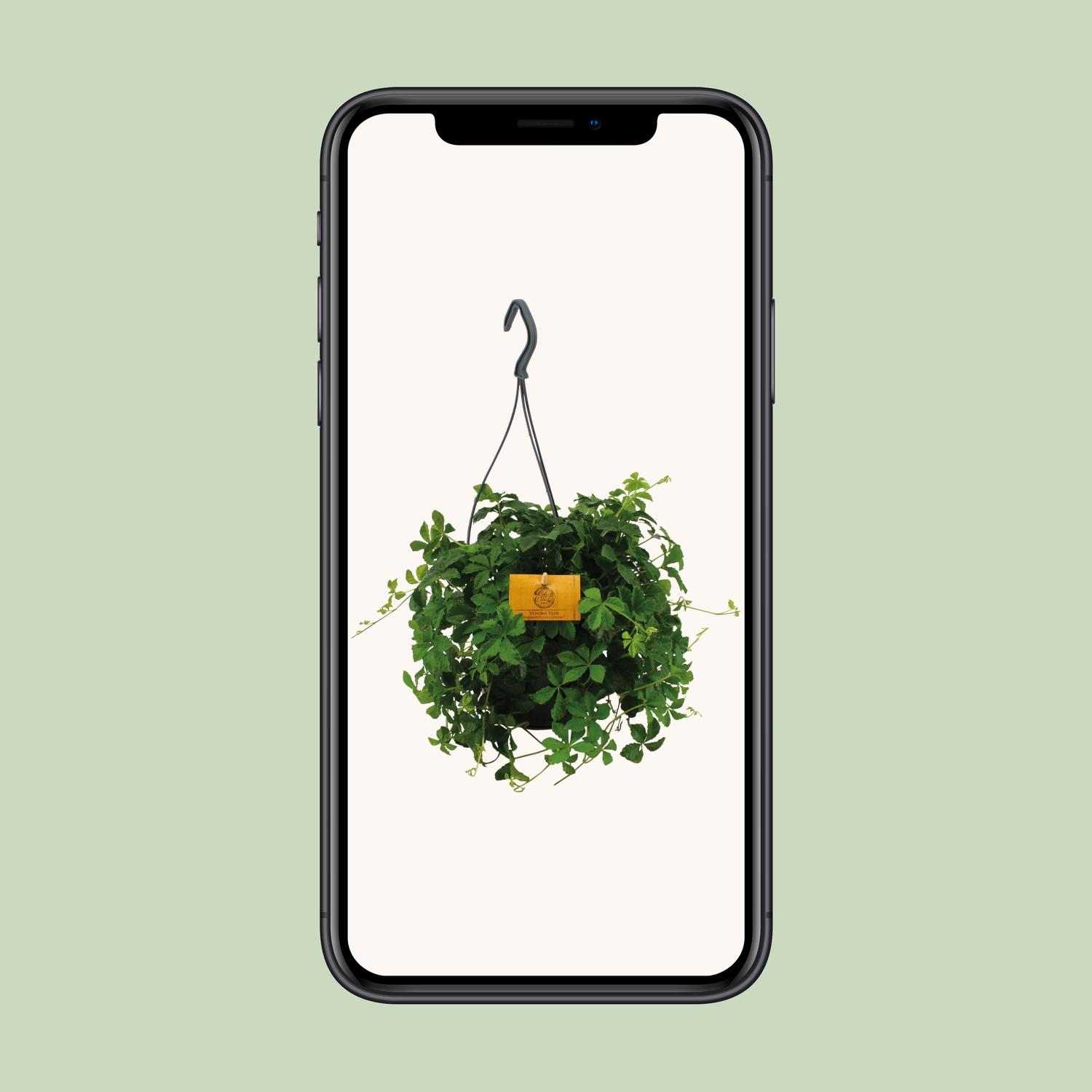 Parthenocissus Striatha Hang (8720634284936)