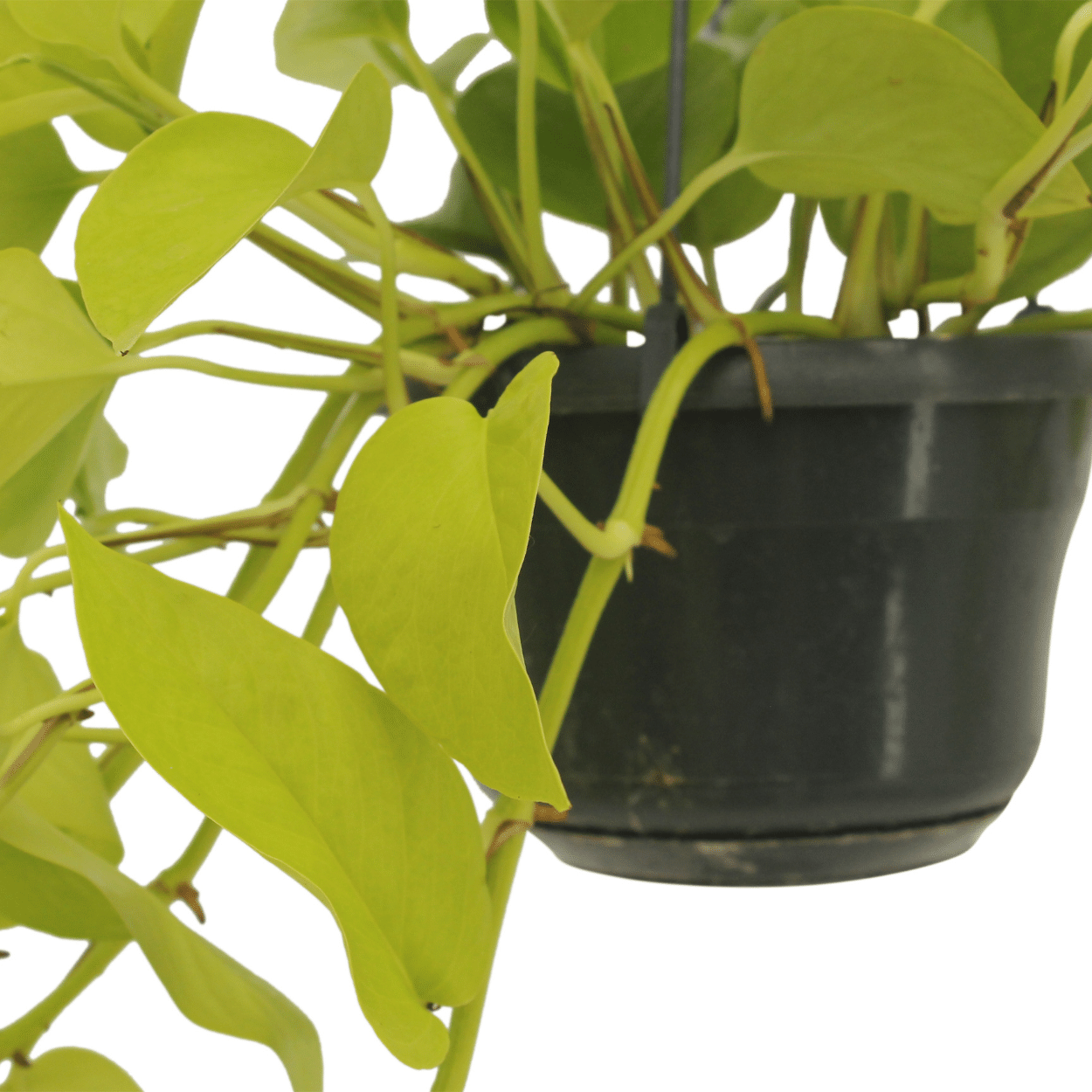 Epipremnum Golden Pothos (Scindapsus) - 2 stuks (10264)