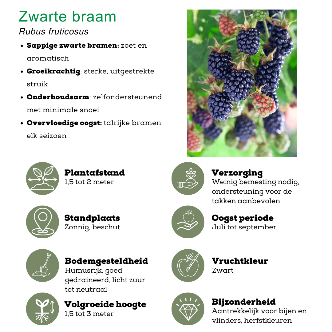 Plants by frank "Zomervruchten" BIO Fruitplanten mix set van 4 verschillende soorten (8721001421053)
