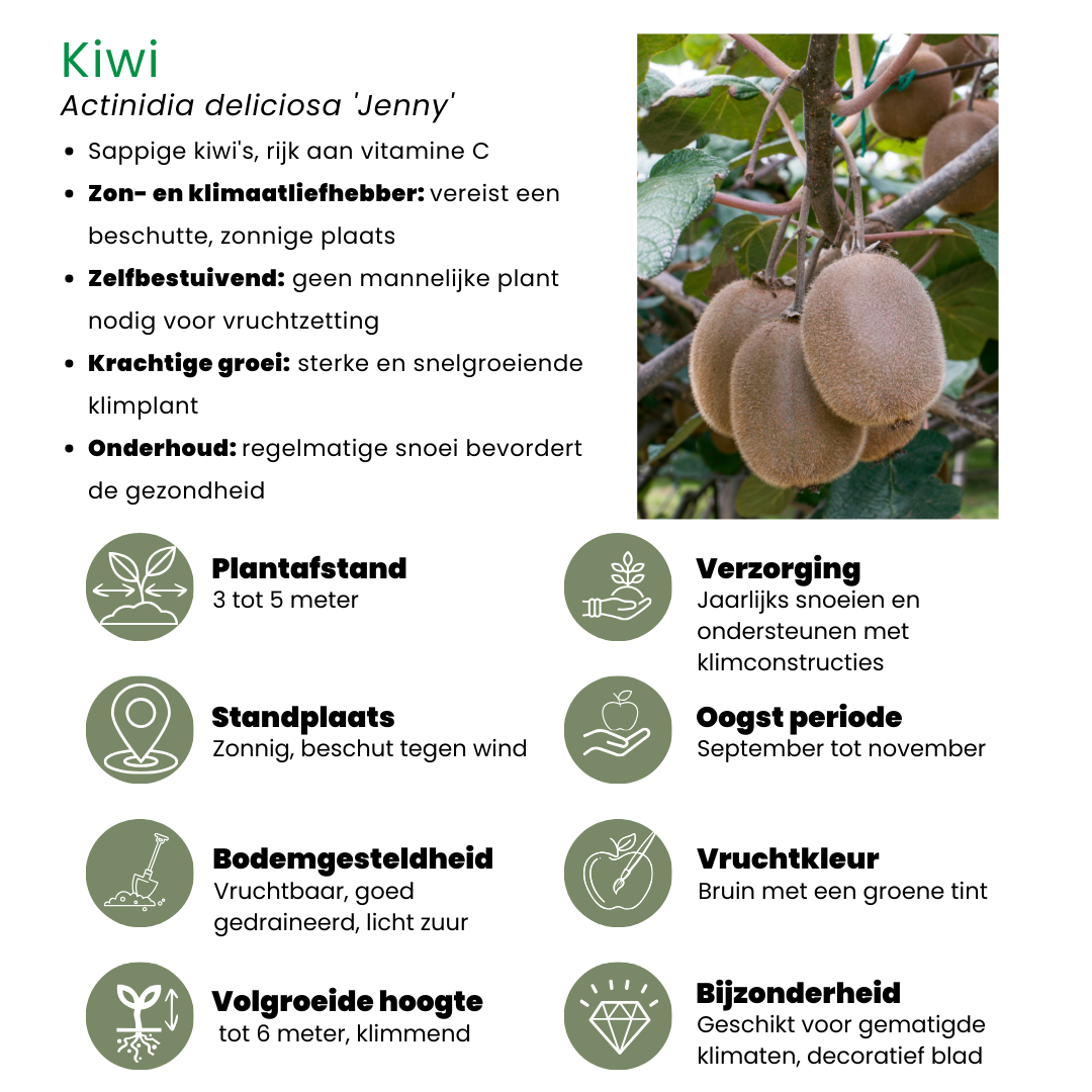 Plants by frank "Zomervruchten" BIO Fruitplanten mix set van 4 verschillende soorten (8721001421053)