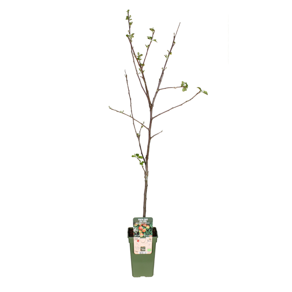Malus Domestica Jonagold - Appel (11552)