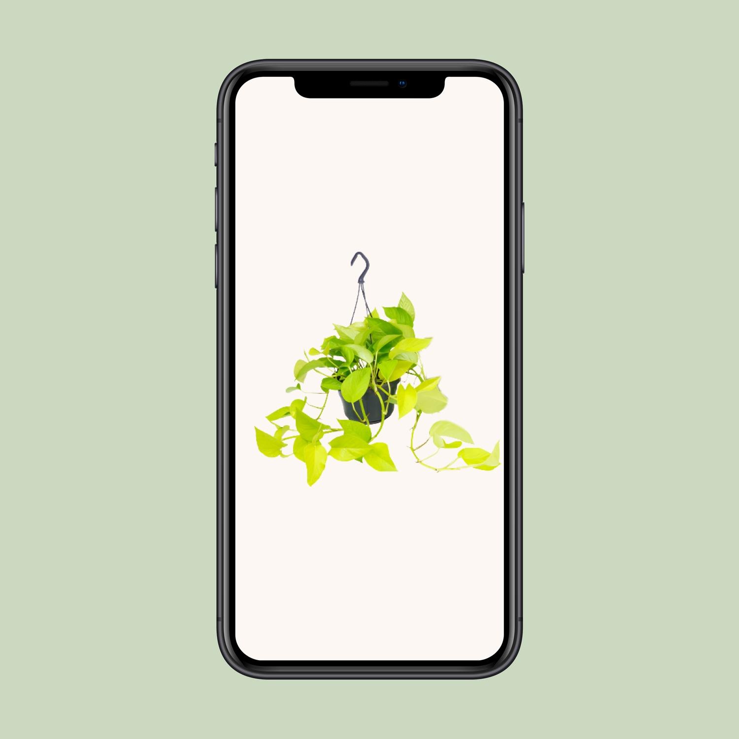 Epipremnum Golden Pothos - Scindapsus - Ø15 (8720634284509)