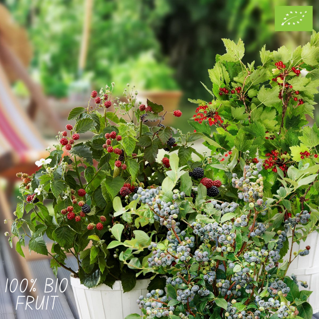 Plants by frank "Vruchtenparadijs" BIO Fruitplanten mix set van 4 verschillende soorten (8721001421039)