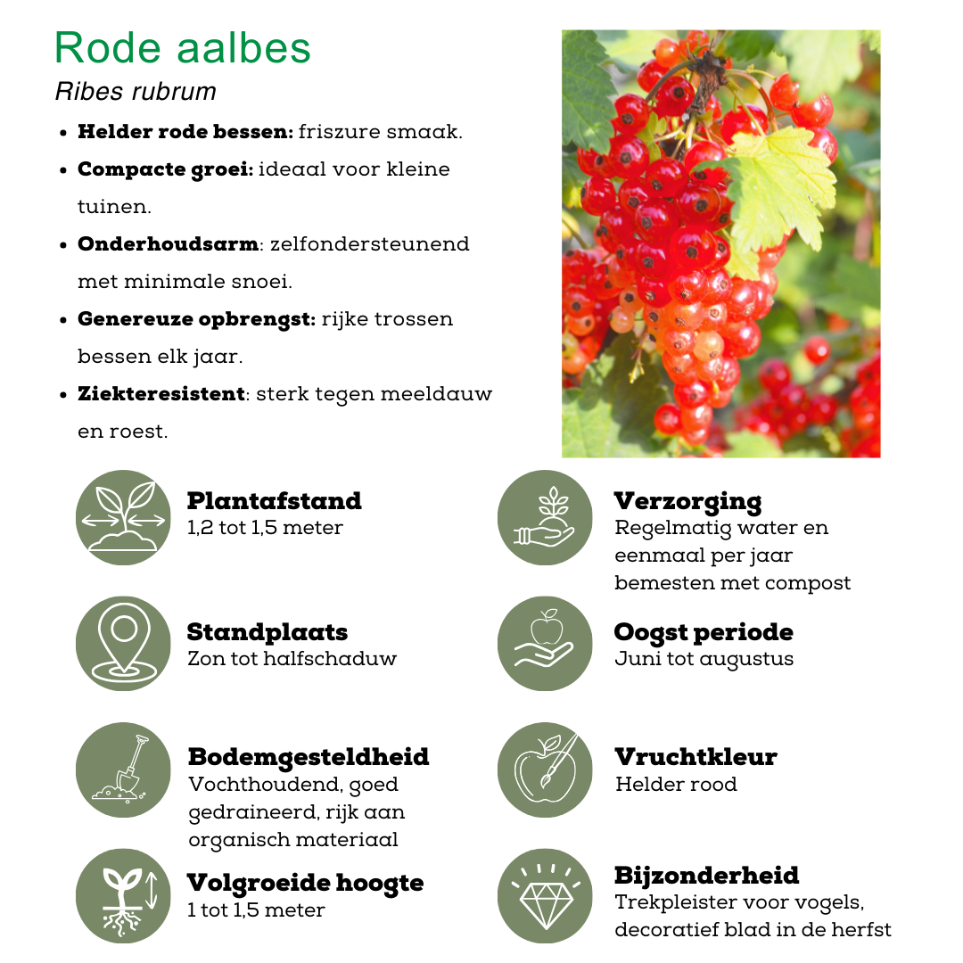 Plants by frank "Vruchtenparadijs" BIO Fruitplanten mix set van 4 verschillende soorten (8721001421039)