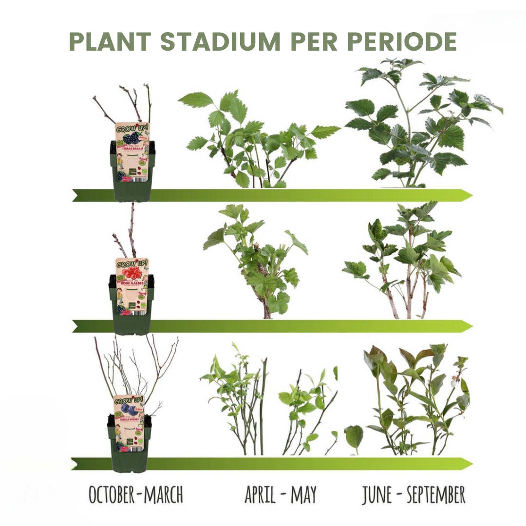 Plants by frank "Vruchten oase" BIO Fruitplanten mix set van 5 verschillende soorten (8721001421022)