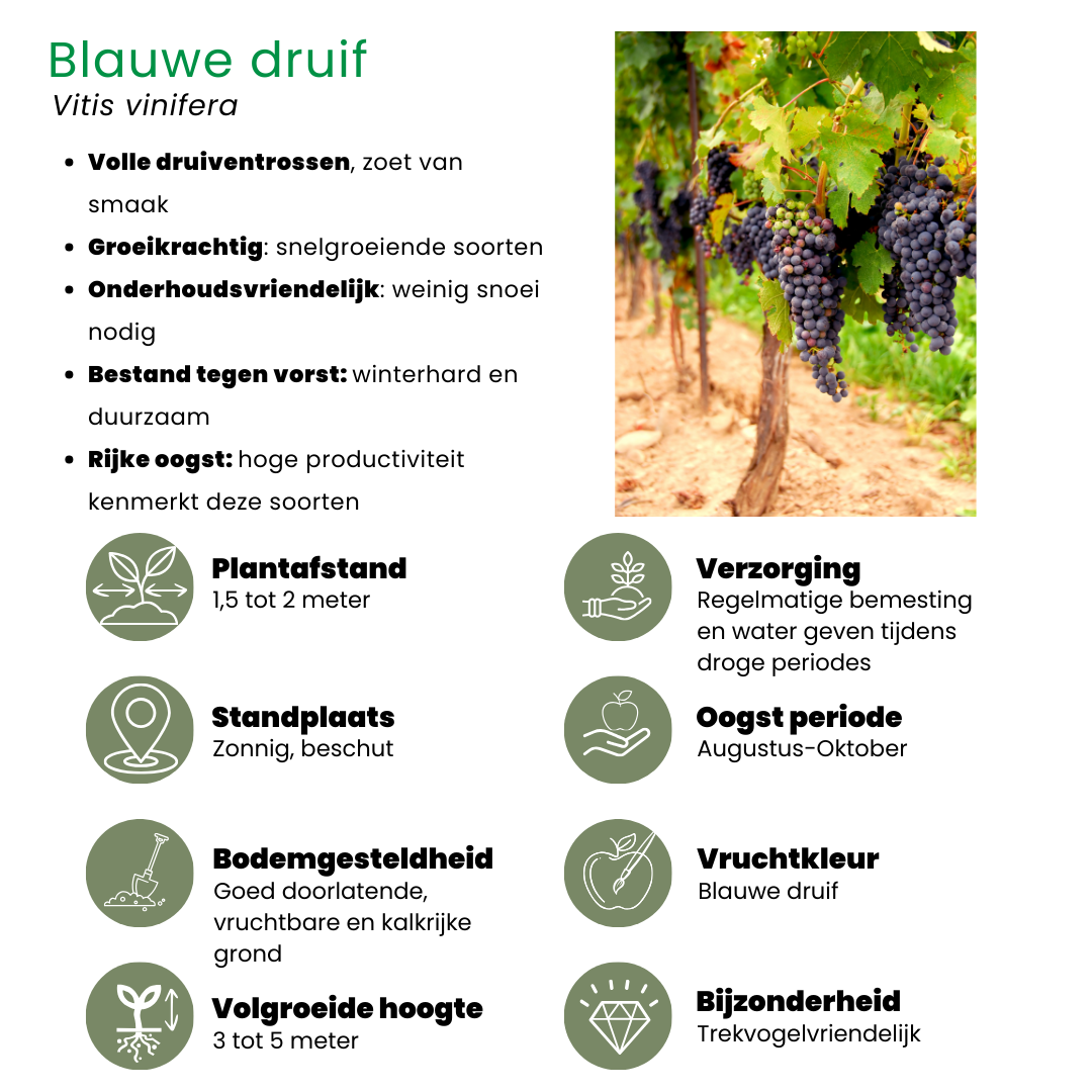 Plants by frank "Vruchten oase" BIO Fruitplanten mix set van 5 verschillende soorten (8721001421022)