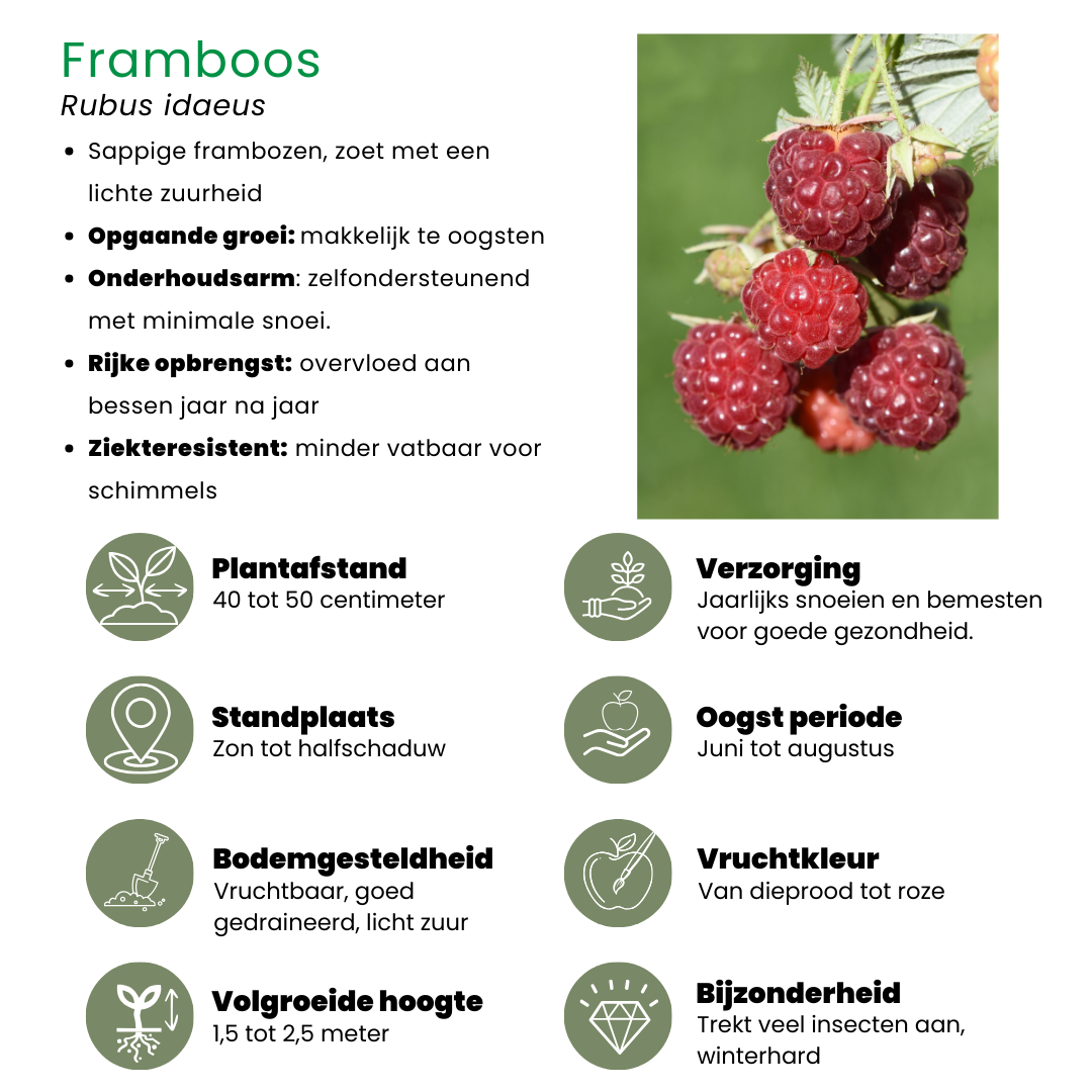 Plants by frank "Vruchten oase" BIO Fruitplanten mix set van 5 verschillende soorten (8721001421022)