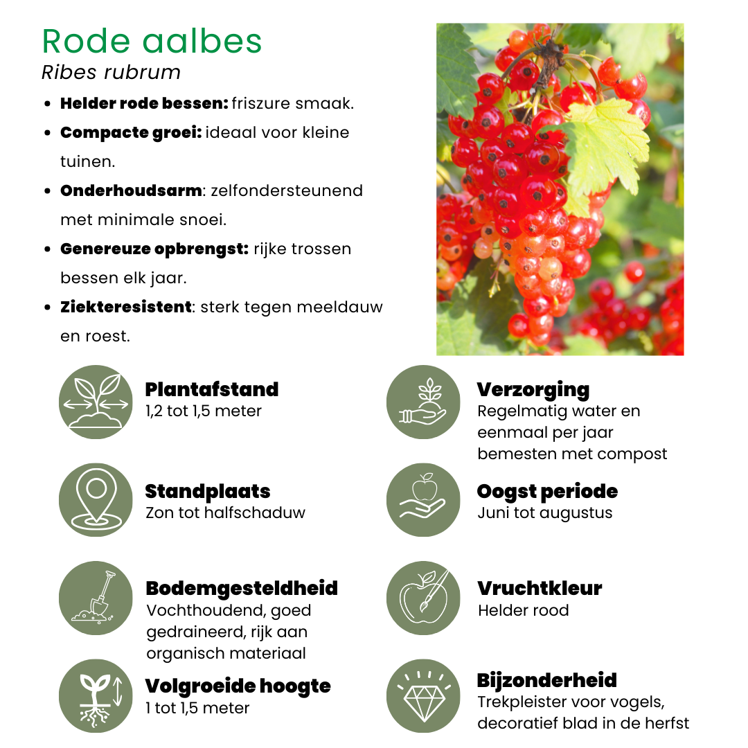 Plants by frank "Vruchten oase" BIO Fruitplanten mix set van 5 verschillende soorten (8721001421022)