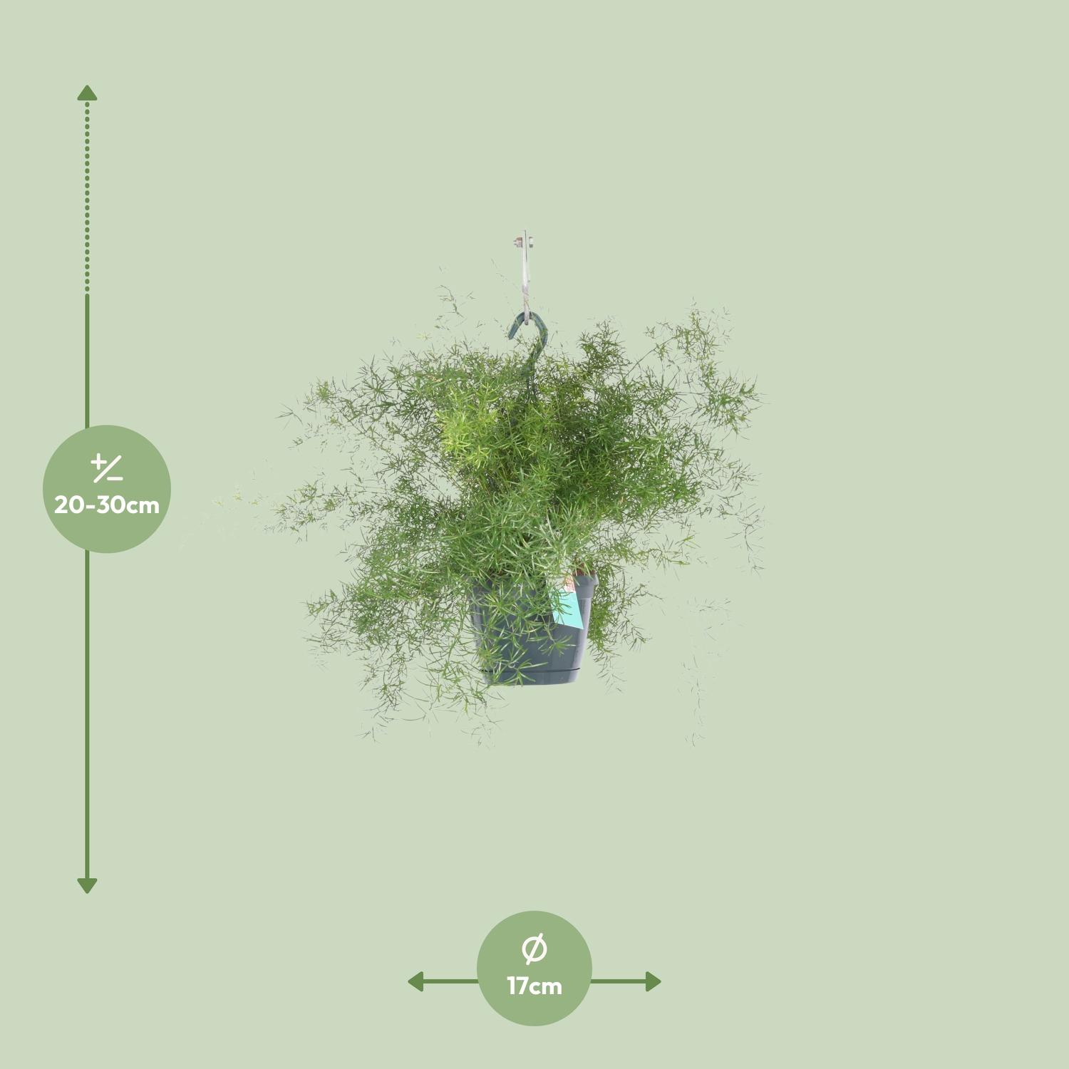 Asparagus Sprengeri Hang (8720634284202)