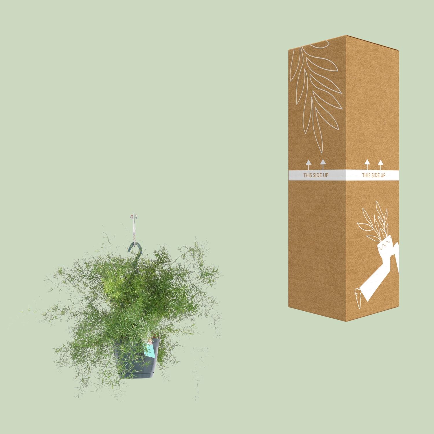 Asparagus Sprengeri Hang (8720634284202)