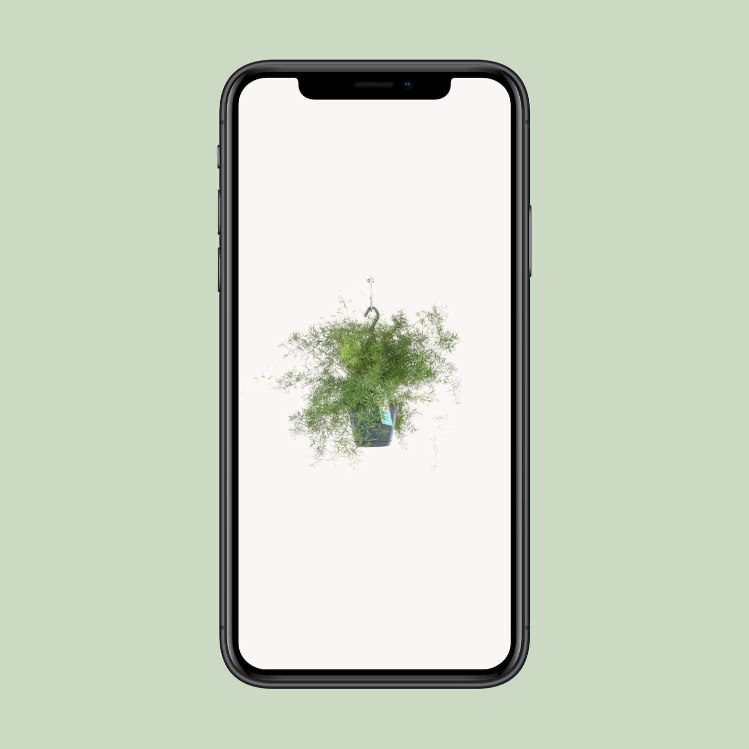 Asparagus Sprengeri Hang (8720634284202)