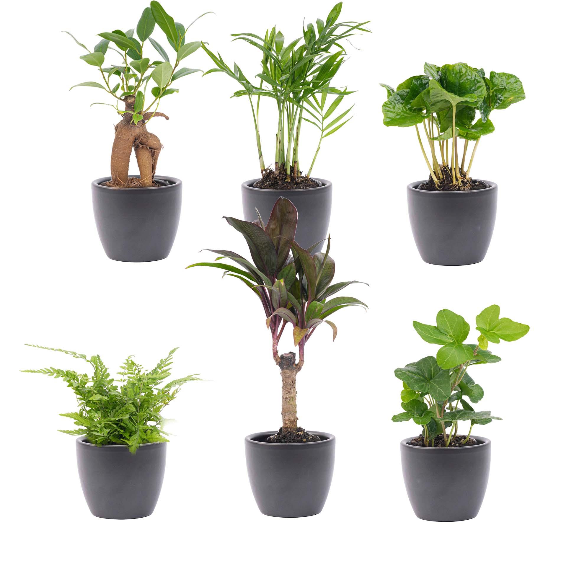 Mini planten set 6 - Inclusief 6x pot Boule Antraciet (8720872023458)