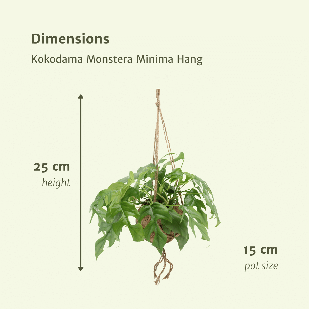 Kokodama Monstera Minima Hang (Gatenplant) - 2 stuks (10265)