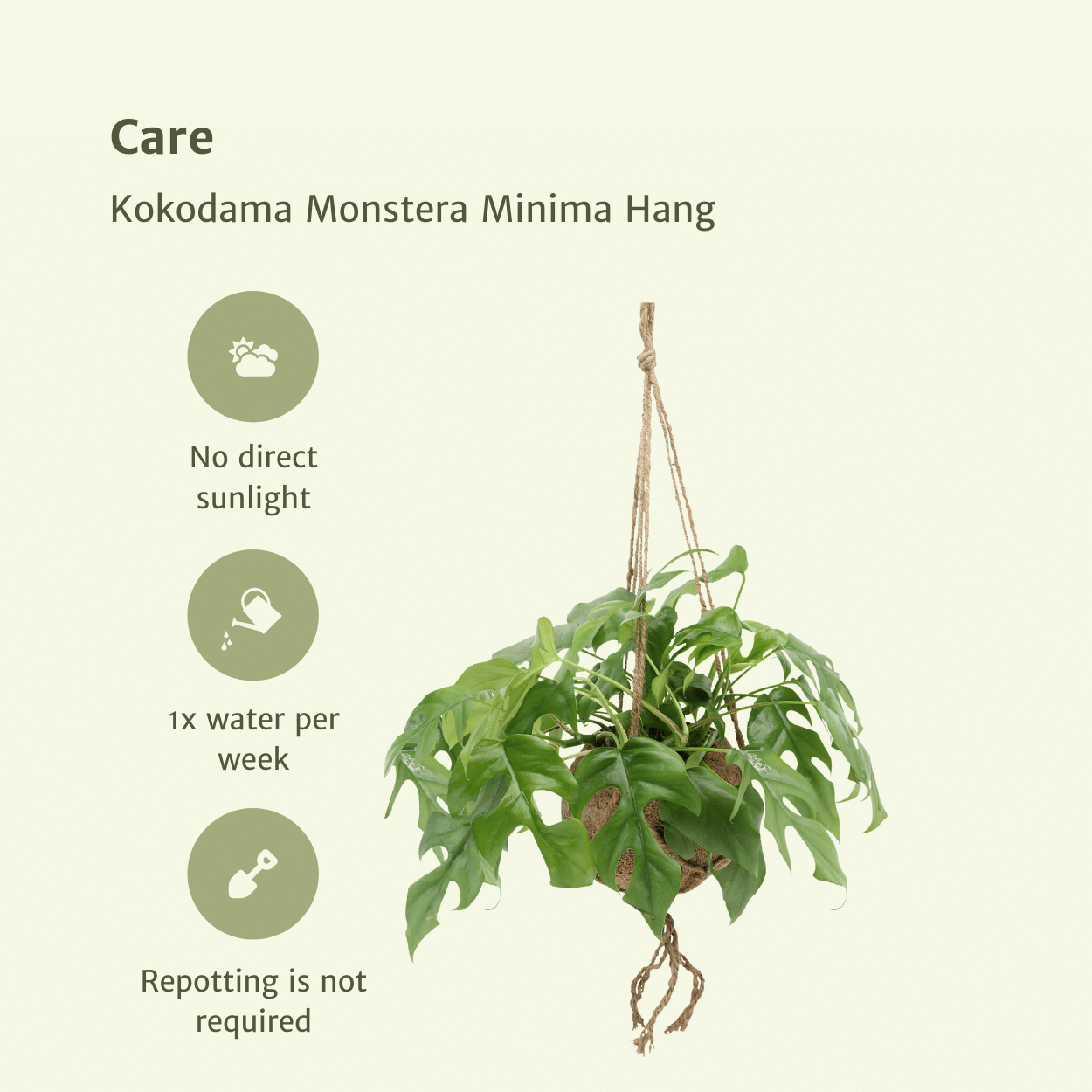 Kokodama Monstera Minima Hang (Gatenplant) - 2 stuks (10265)