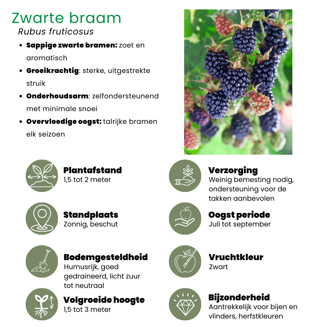 Plants by frank "Vruchten feestje" BIO Fruitplanten mix set van 3 verschillende soorten (8721001421046)