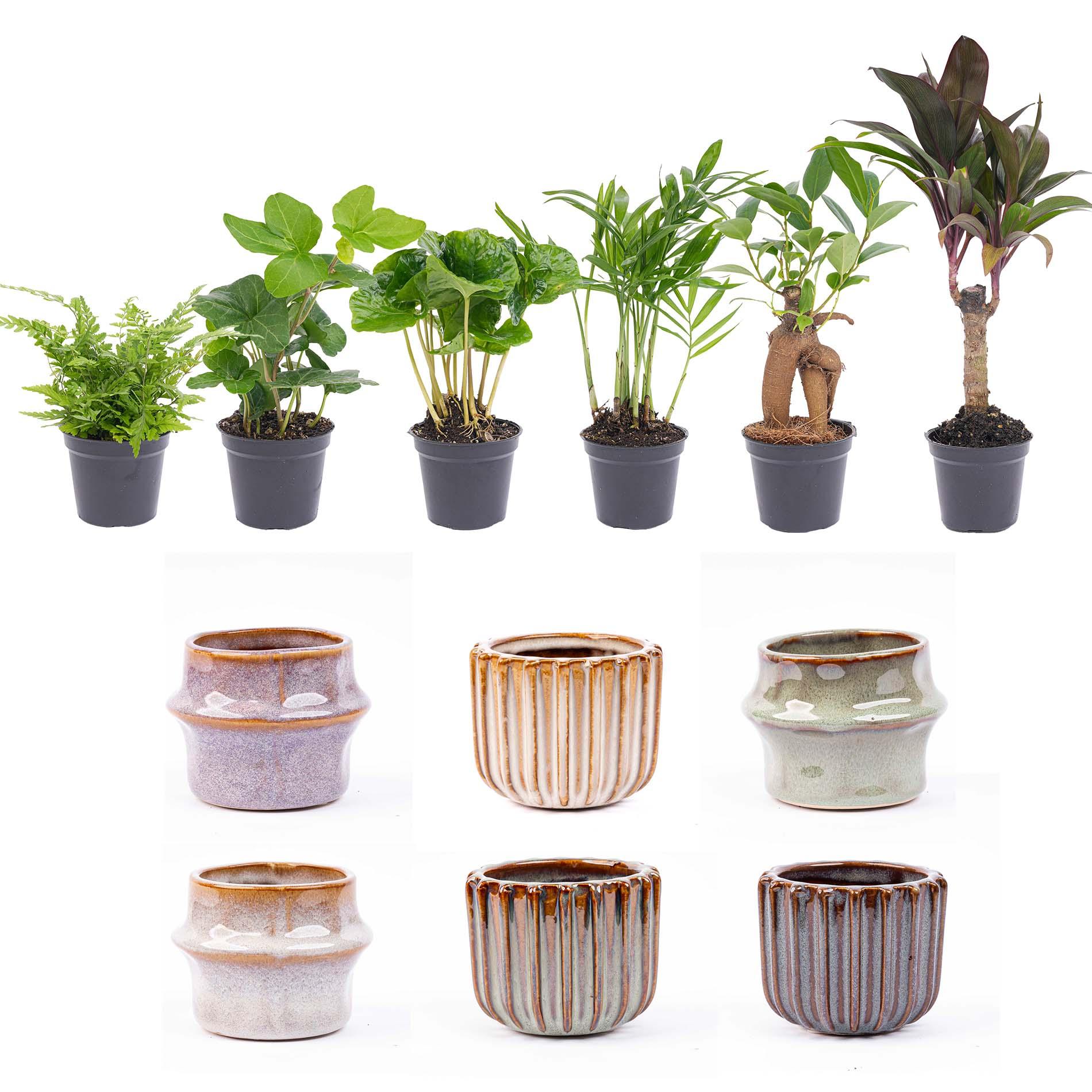 Mini planten set 6 - Inclusief pot set Barcelona (8720872023380)