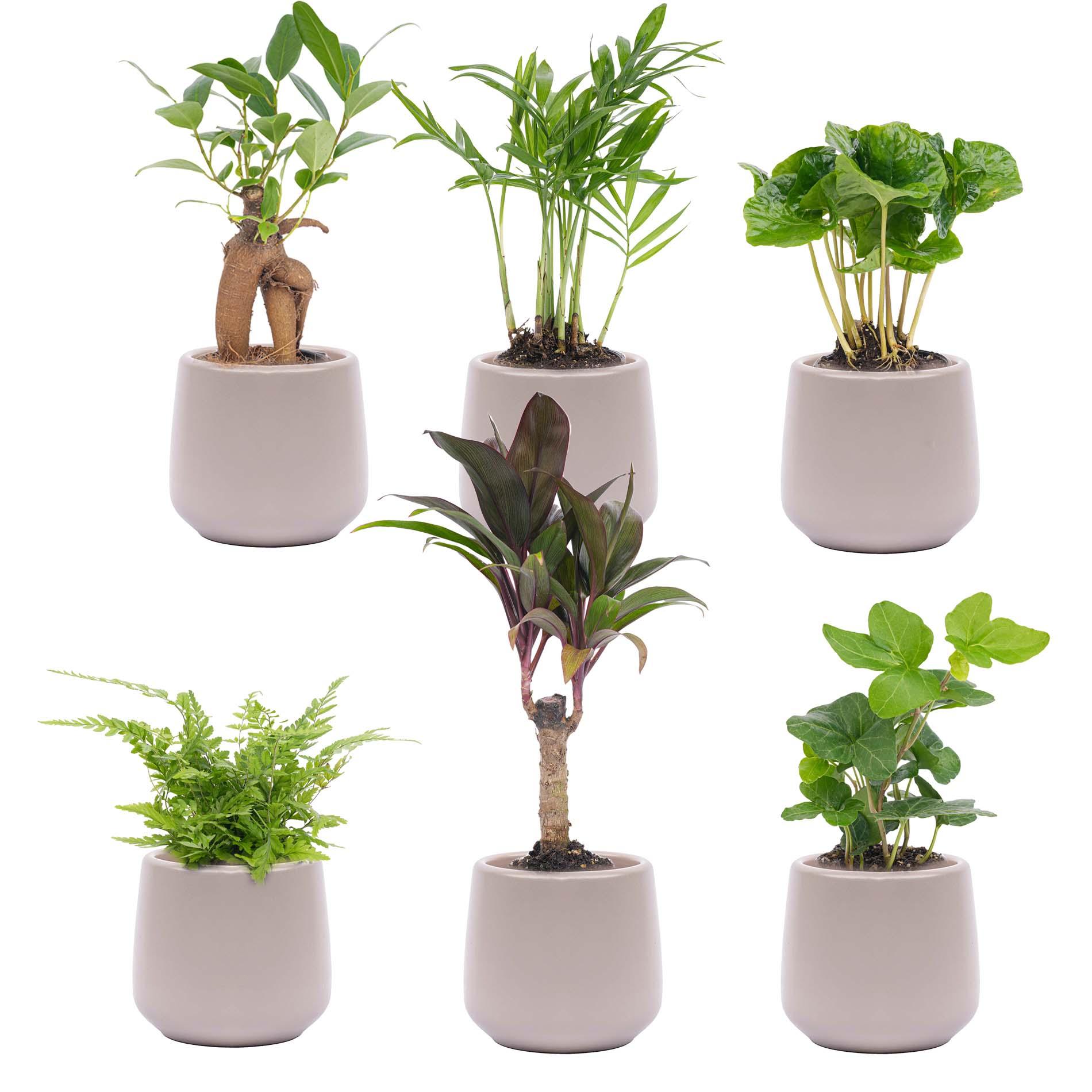 Mini planten set 6 - Inclusief 6x pot Joey grijs mat (8720872023496)