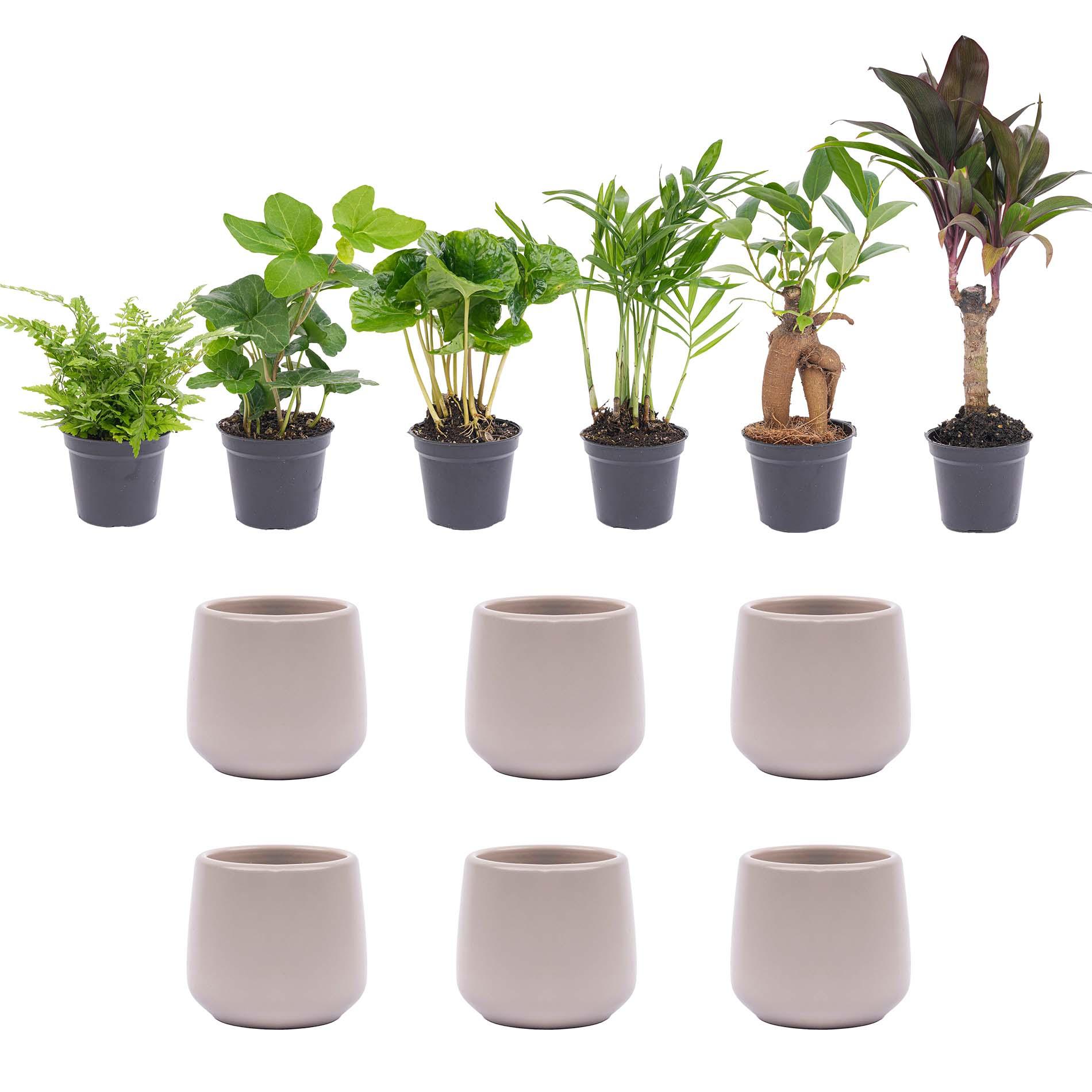 Mini planten set 6 - Inclusief 6x pot Joey grijs mat (8720872023496)